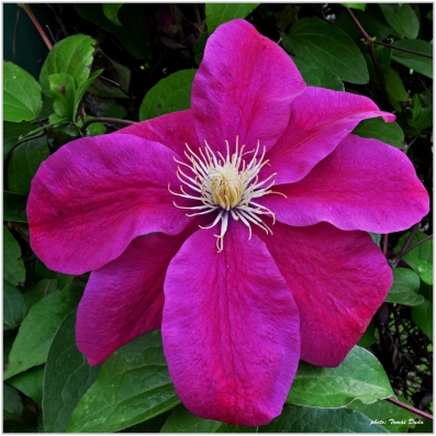plamének alpský (clematis)